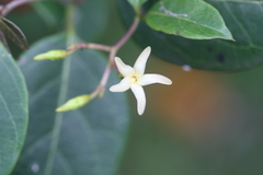 Cryptolepis grandiflora